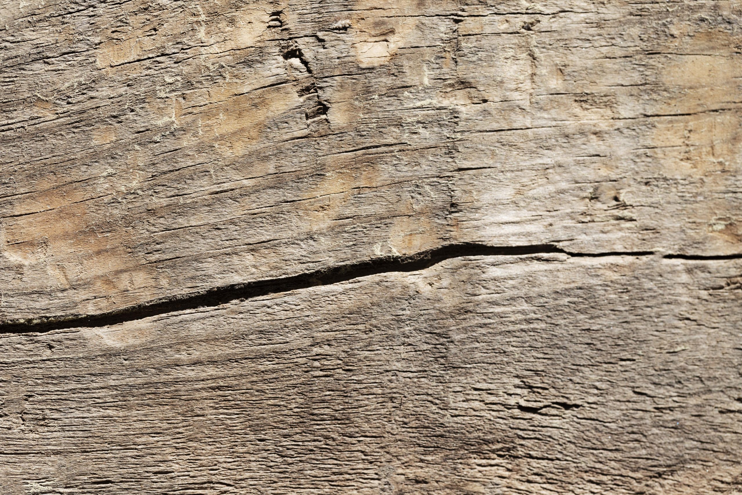 Identificare e combattere i tarli del legno una guida essenziale